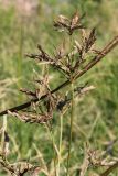 Cyperus longus