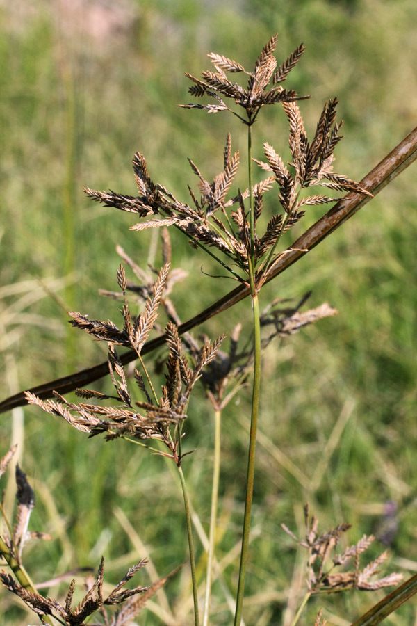 Image of Cyperus longus specimen.