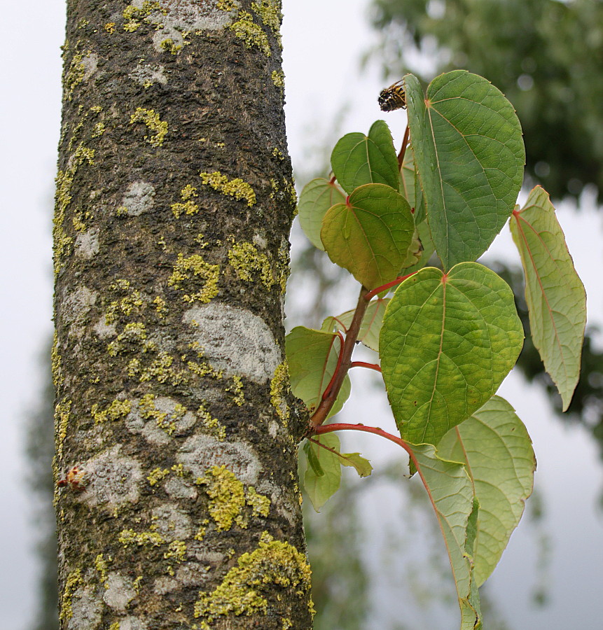 Изображение особи Idesia polycarpa.