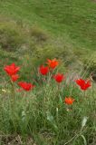 Tulipa ostrowskiana