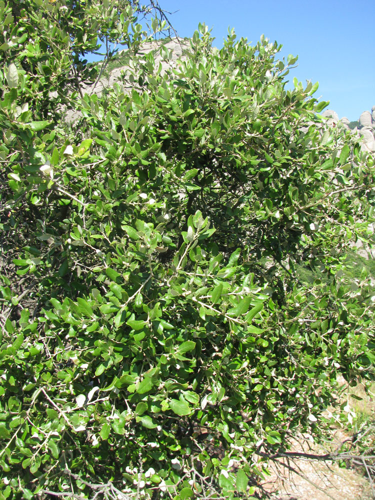 Image of Quercus suber specimen.