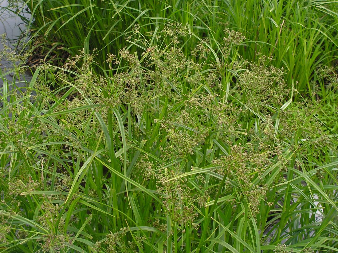 Изображение особи Scirpus orientalis.