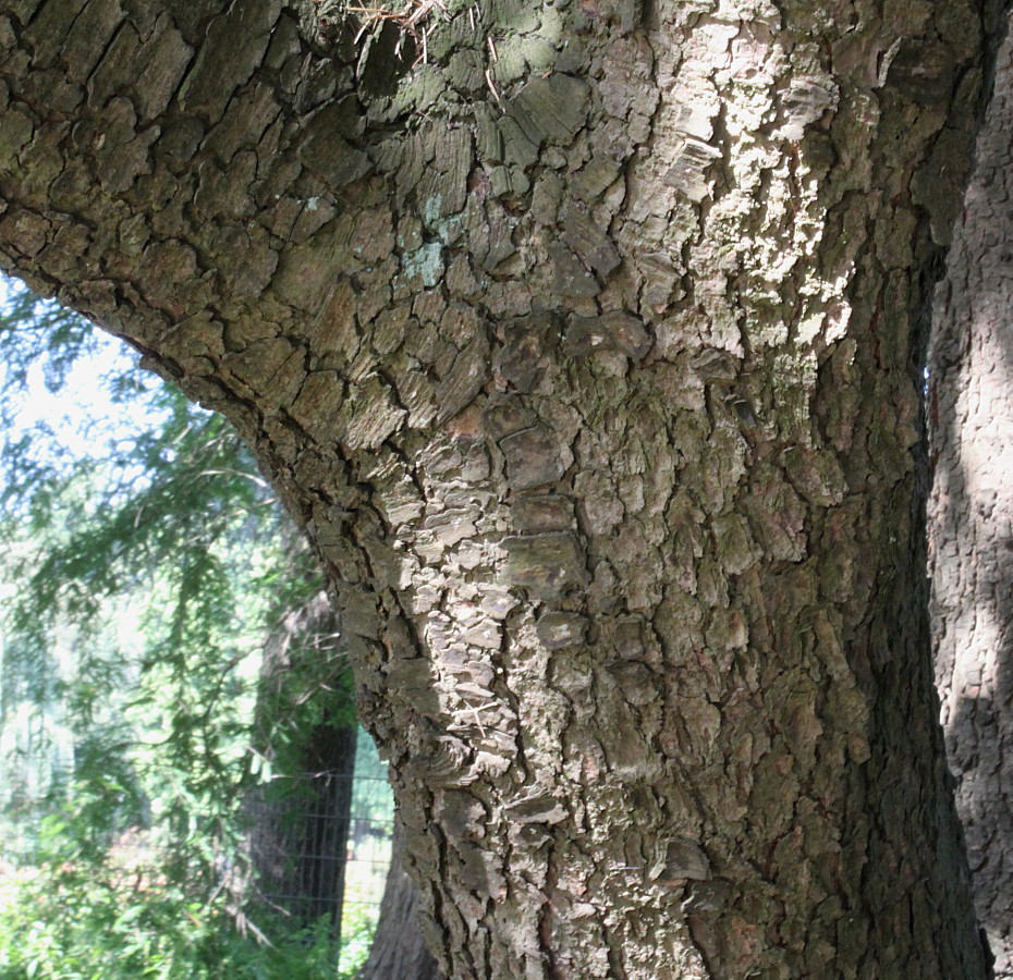 Изображение особи Cedrus atlantica.