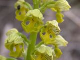 Orchis punctulata. Цветки. Israel, Upper Galilee, Ya'ar Hanita. 11.02.2006.