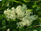 Filipendula ulmaria. Соцветие. Ярославль, Красноперекопский р-н, Петропавловский парк. 06.07.2009.