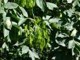 род Fraxinus. Верхушки ветвей с плодами. Франция, регион Рона-Альпы, департамент Рона, город Лион. 07.07.2012.
