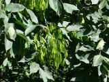 genus Fraxinus. Верхушки ветвей с плодами. Франция, регион Рона-Альпы, департамент Рона, город Лион. 07.07.2012.