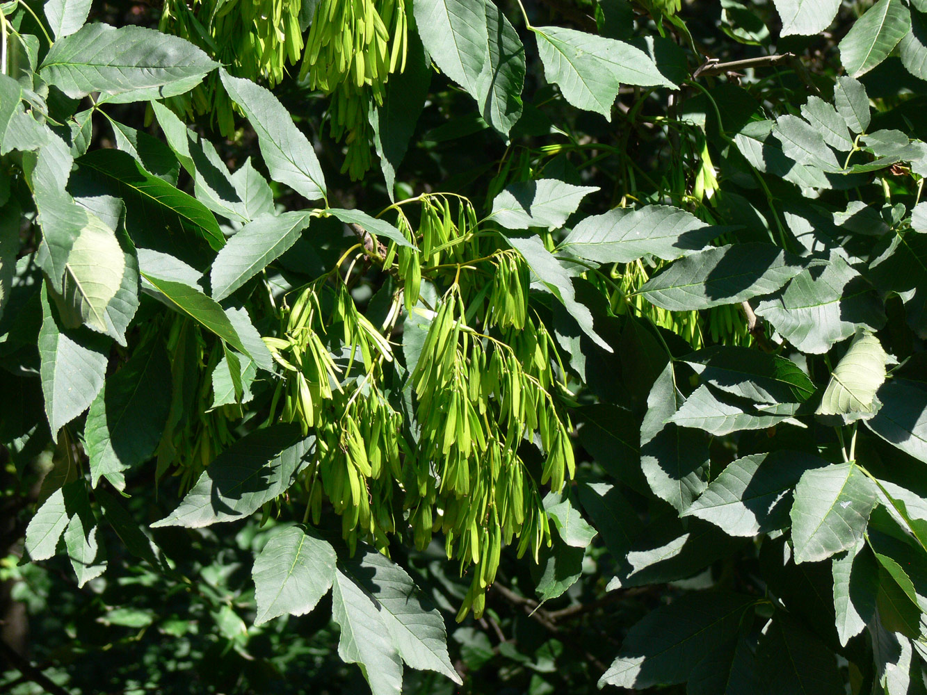 Image of genus Fraxinus specimen.