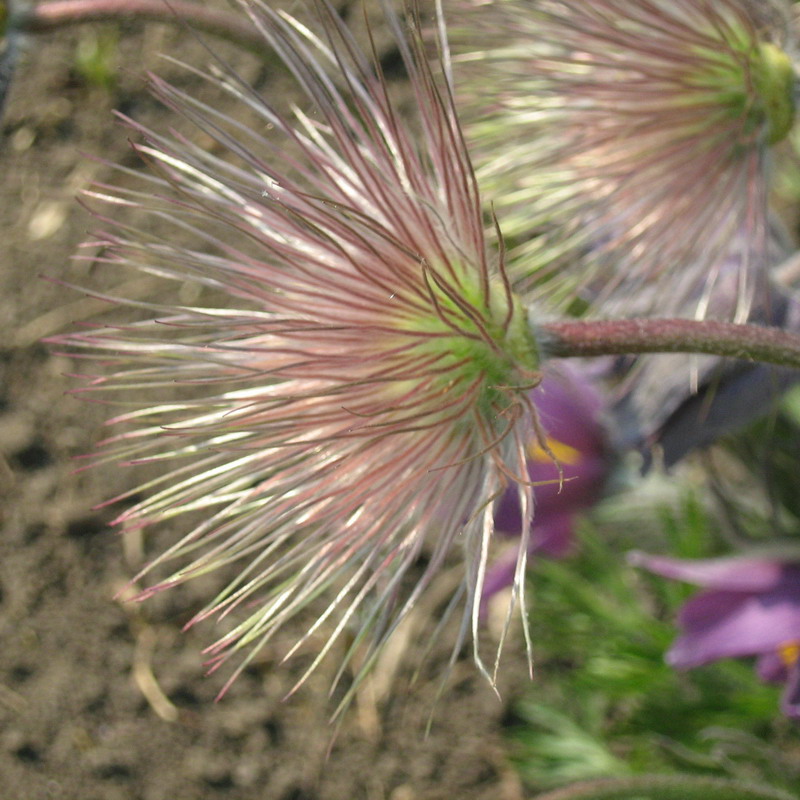 Изображение особи Pulsatilla vulgaris.