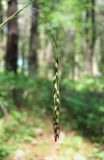 Carex hypaneura