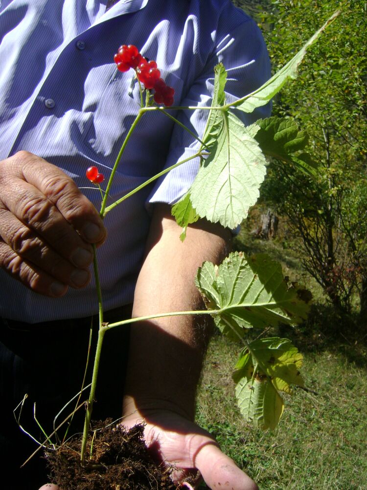 Изображение особи Rubus saxatilis.