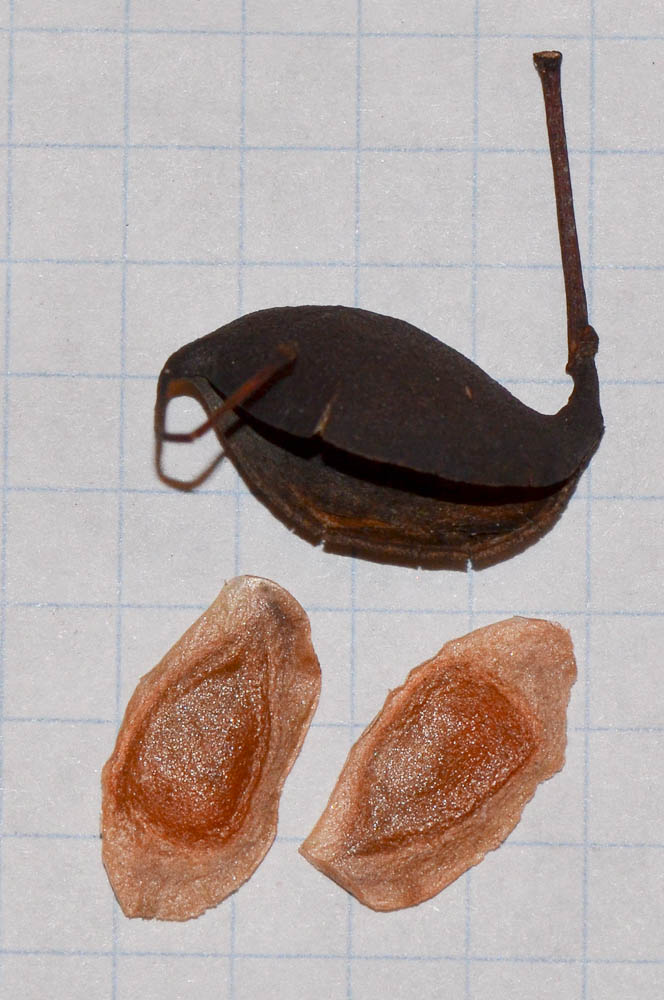 Image of Grevillea robusta specimen.