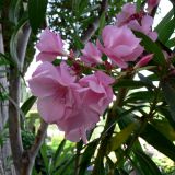 Nerium oleander