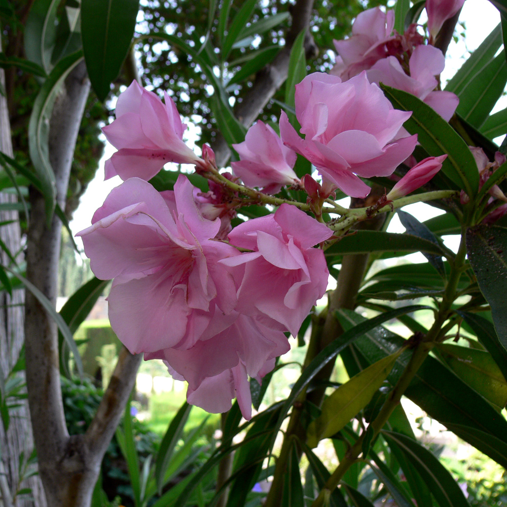 Image of Nerium oleander specimen.