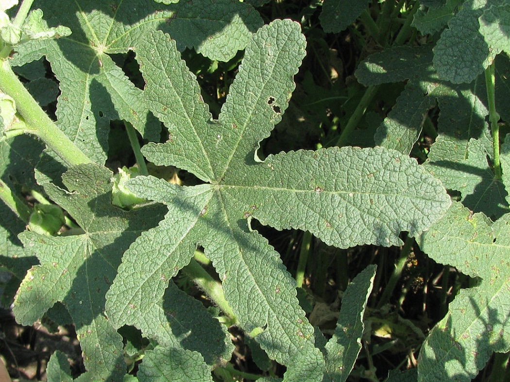 Изображение особи Alcea rugosa.