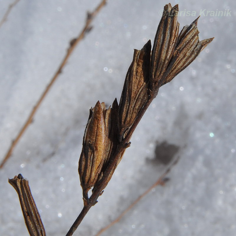 Изображение особи Siphonostegia chinensis.