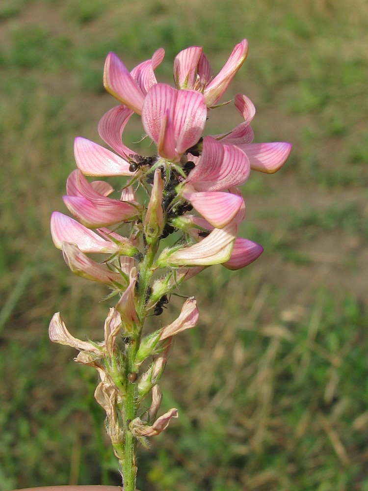 Image of genus Onobrychis specimen.