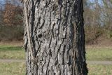 Corylus colurna. Средняя часть ствола дерева. Германия, г. Кемпен, в городском саду. 05.03.2013.