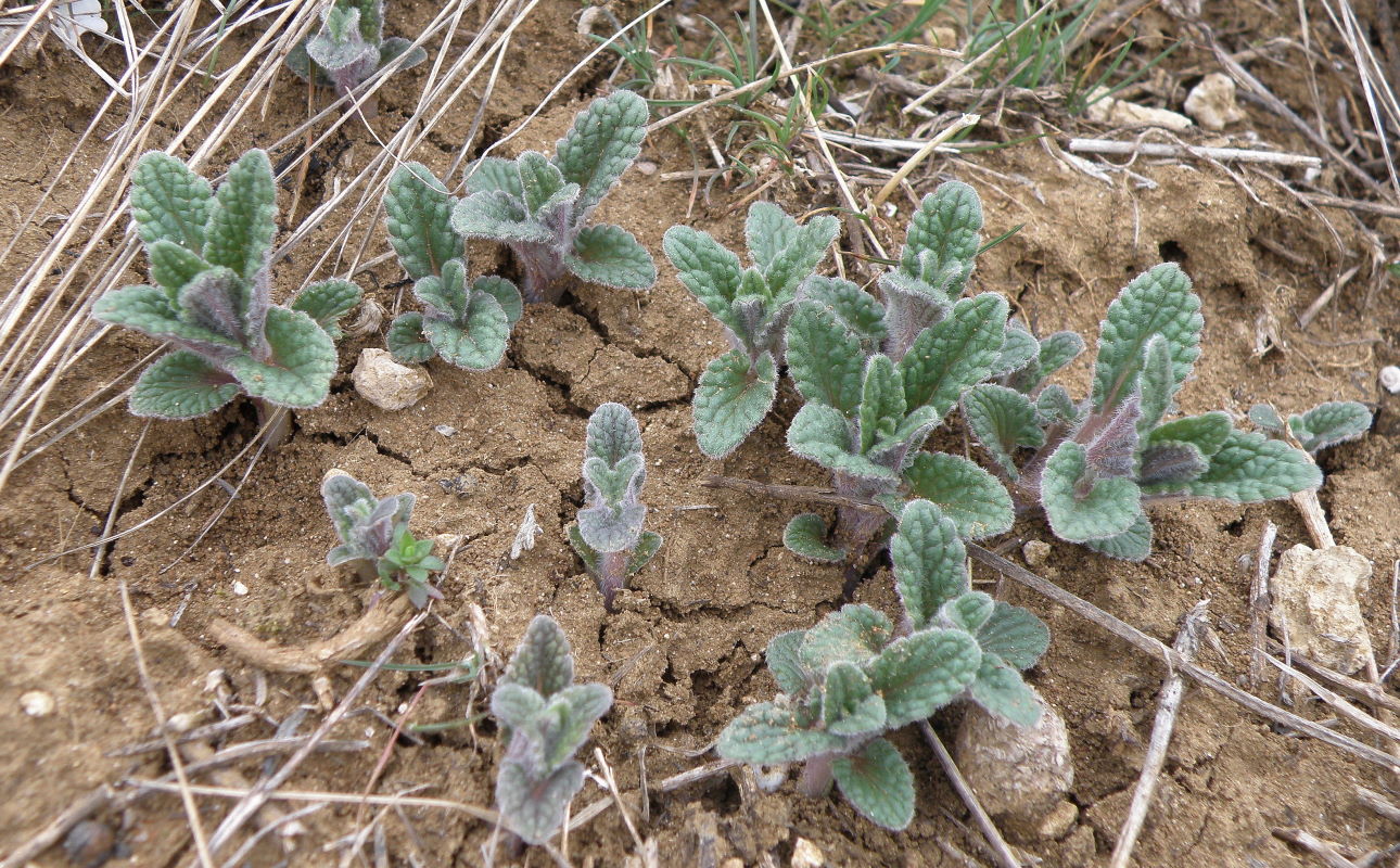 Image of Nepeta parviflora specimen.