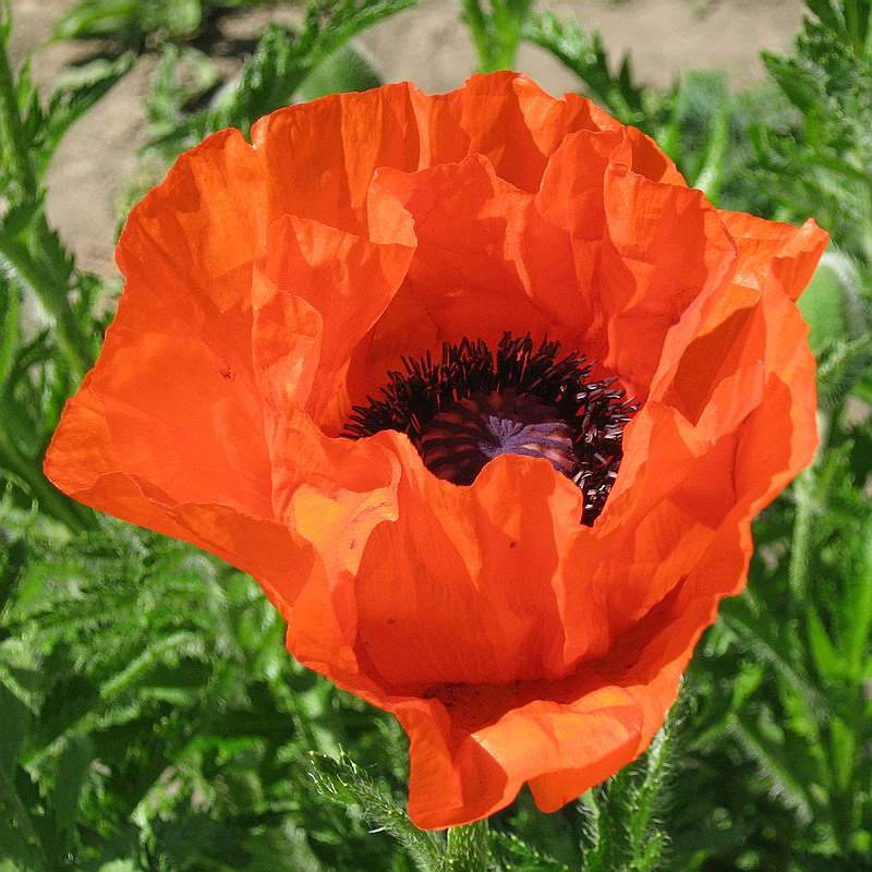 Изображение особи Papaver setiferum.