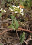 Microthlaspi perfoliatum