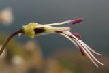 Oberna crispata. Внутренняя часть цветка. Южный Берег Крыма, гора Аюдаг. 26 апреля 2013 г.