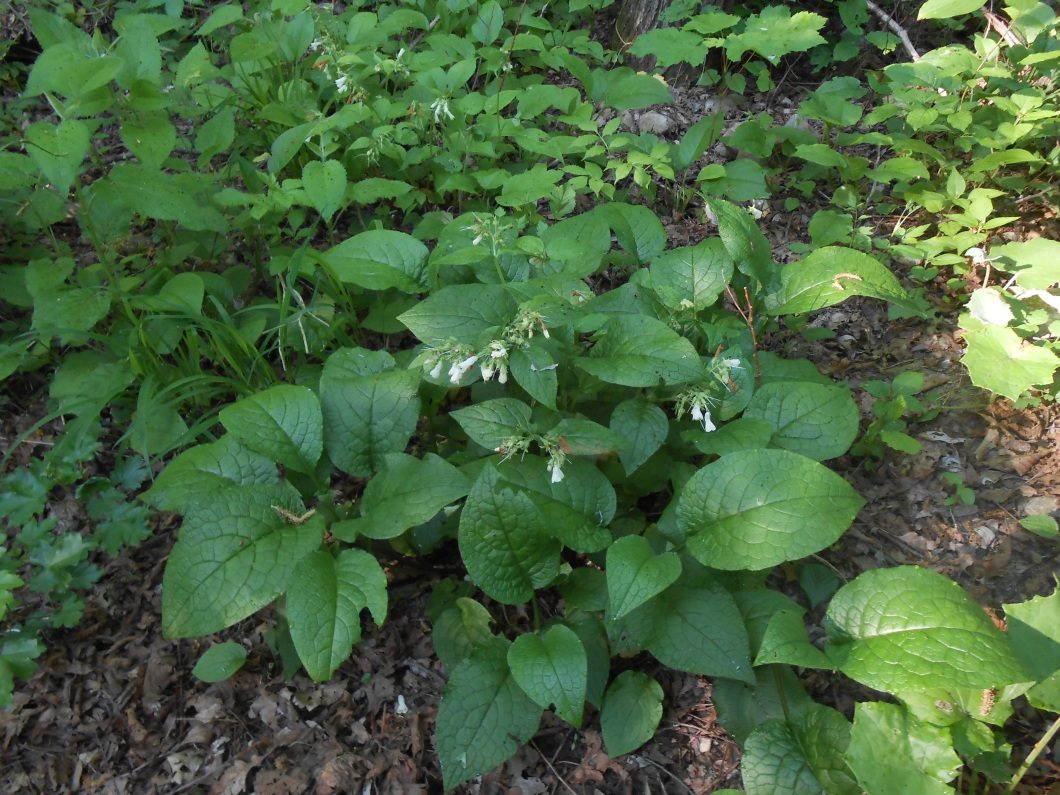 Image of Symphytum grandiflorum specimen.