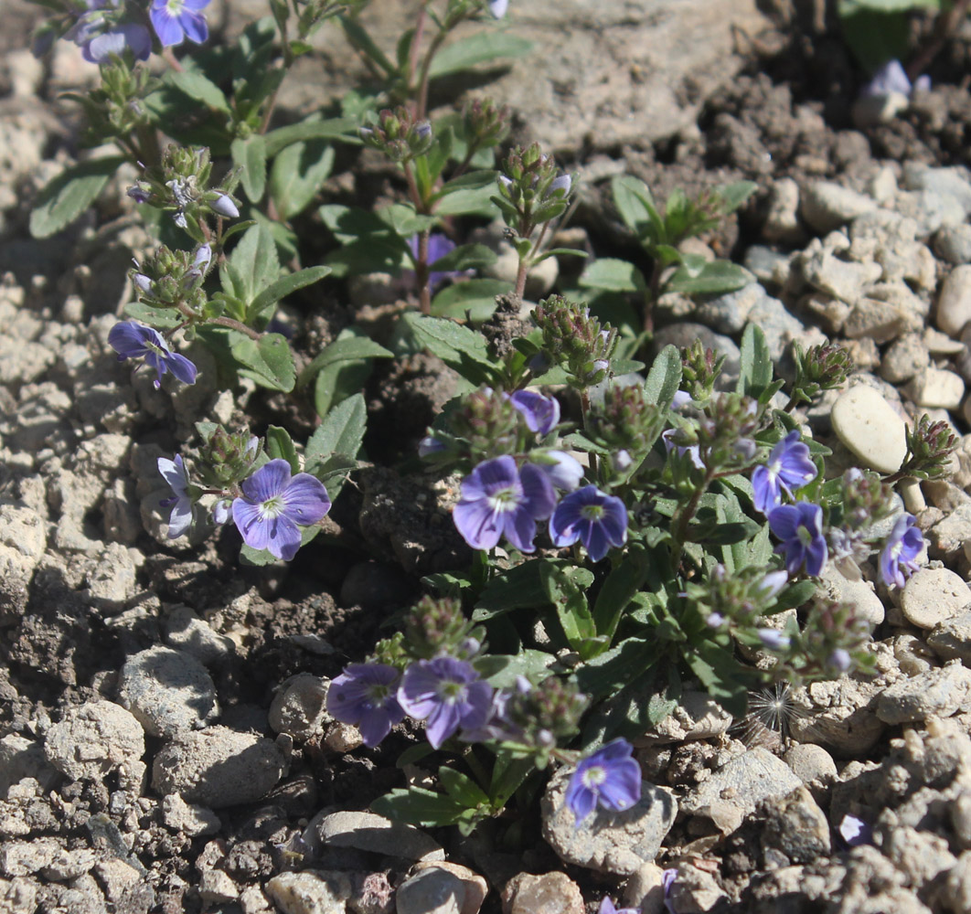 Image of Veronica umbrosa specimen.