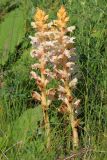 Orobanche alba. Цветущие растения, паразитирующие на Salvia nutans. Ростовская обл., Неклиновский р-н, Троицкое с/п, балка. 28.05.2013.