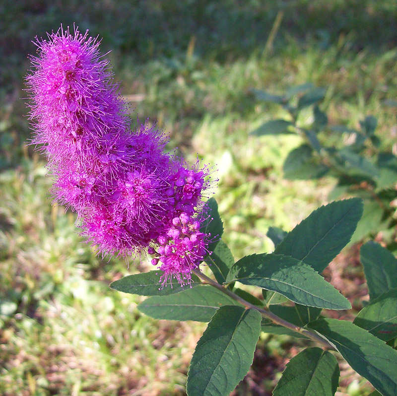 Изображение особи Spiraea &times; billardii.