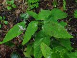 род Epimedium