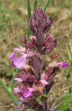 Teucrium chamaedrys