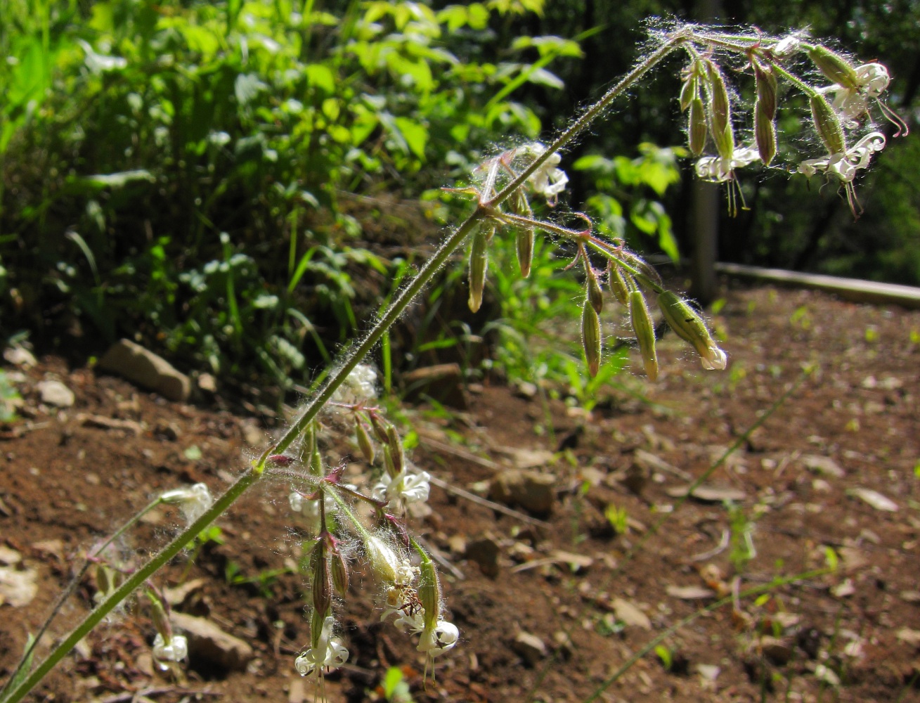 Изображение особи Silene nutans.