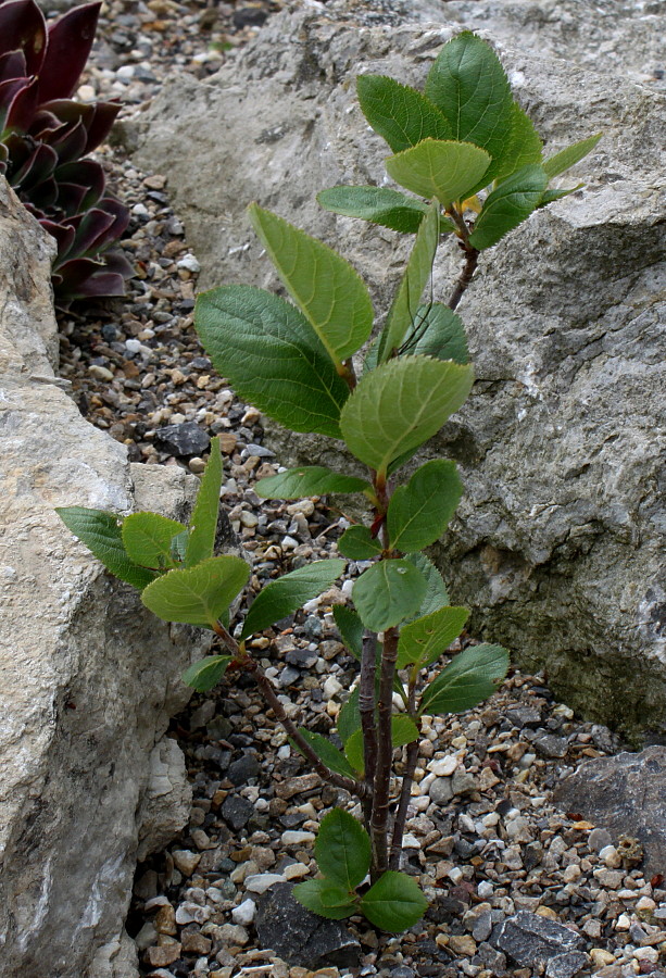 Изображение особи Sorbus chamaemespilus.