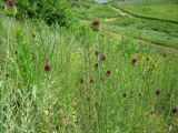 Allium sphaerocephalon