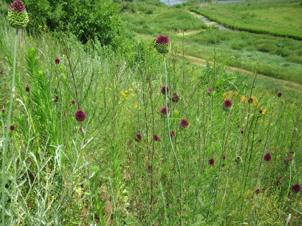 Image of Allium sphaerocephalon specimen.