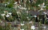 Dianthus minutiflorus