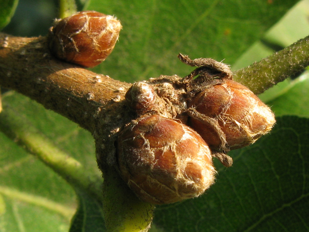 Изображение особи Quercus pubescens.