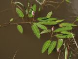 Persicaria amphibia