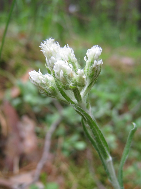 Изображение особи Antennaria dioica.