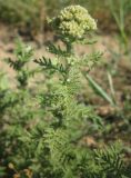 Achillea nobilis. Верхушка расцветающего растения. Крым, пгт Черноморское, парк 'Приморский'. 18.05.2013.