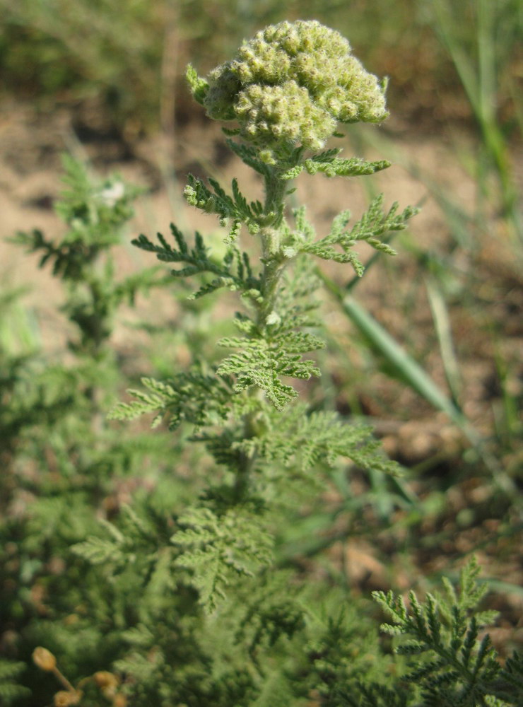 Изображение особи Achillea nobilis.