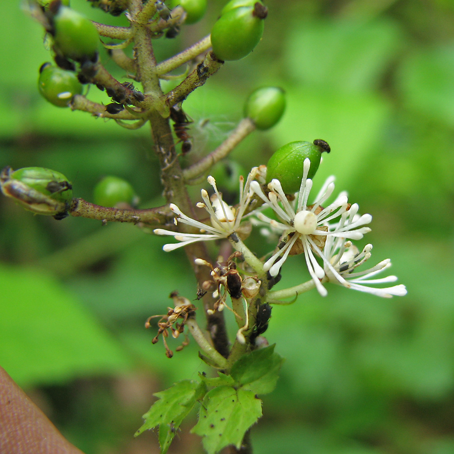 Image of Actaea spicata specimen.