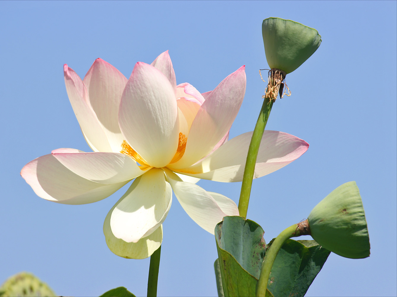 Image of Nelumbo caspica specimen.