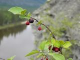 Cotoneaster melanocarpus. Веточка с плодами. Якутия, Хангаласский улус, берег р. Буотамы, горный склон. Август 2013 г.