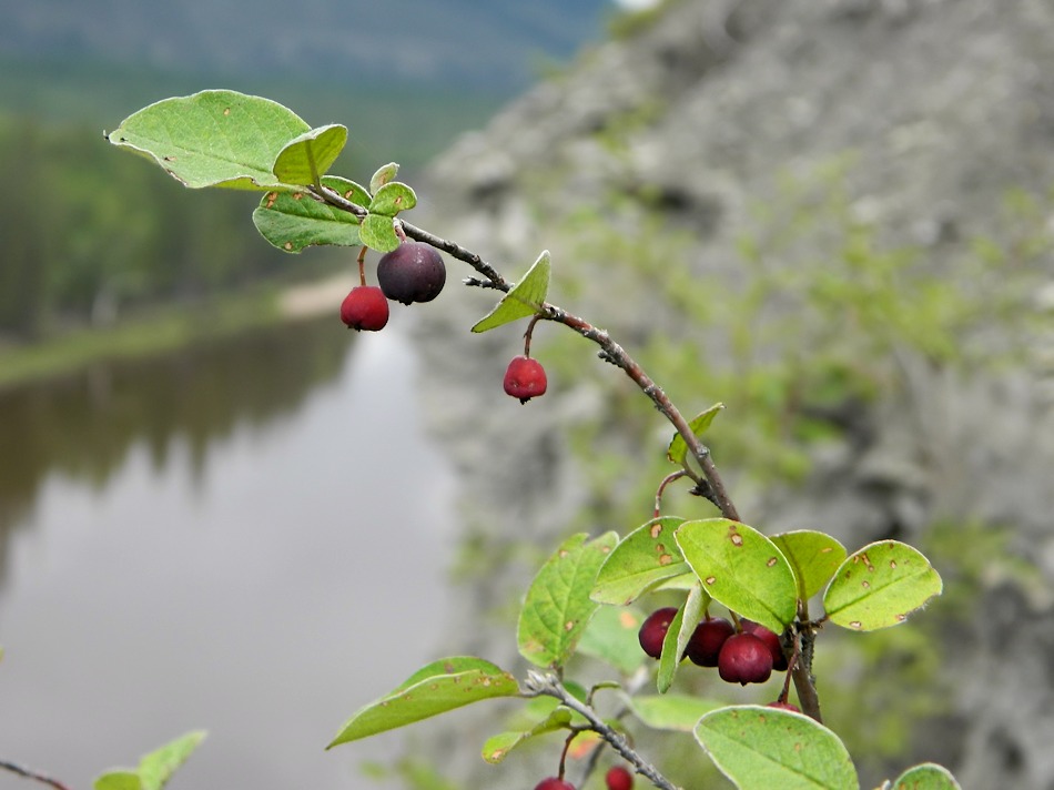 Image of Cotoneaster melanocarpus specimen.