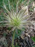 Pulsatilla taurica