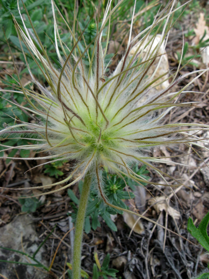 Изображение особи Pulsatilla taurica.