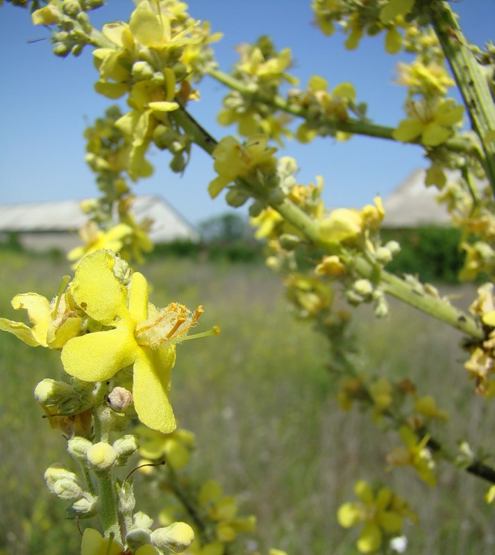 Изображение особи Verbascum lychnitis.