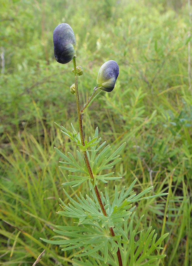 Изображение особи Aconitum turczaninowii.